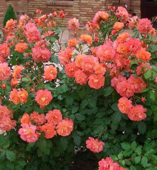 Ru�a sadov� �WESTERLAND�� **** Kordes 1969, kont. 2 l