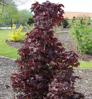 Javor mlie�ny �CRIMSON SENTRY� 200-250 cm, kont. 12 l