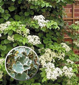 Hortenzia pop�nav� �TAKE A CHANCE�� 40-50 cm, kont. 1,6 l, vyviazan�