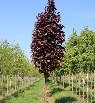 Javor mlie�ny �CRIMSON SENTRY� na kmienku 180 cm, kont. 15 l