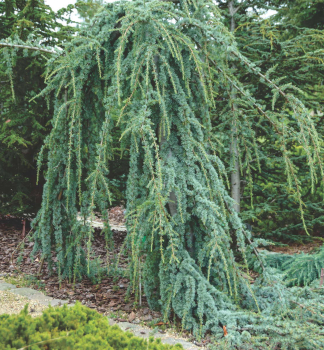 C�der libanonsk� �GLAUCA PENDULA� 120-150 cm, kont. 10 l