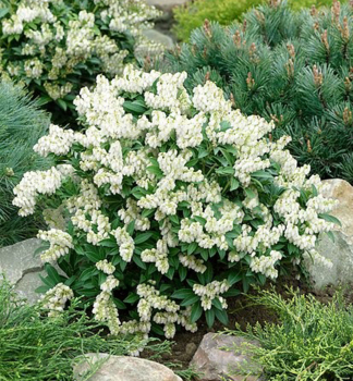 Pieris japonsk� �PRELUDE� 20-30 cm, kont. 2,5 l