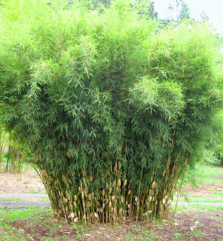 Bambus/ Fargesia robusta �PINGWU� 60-70 cm, kont. 2,5 l