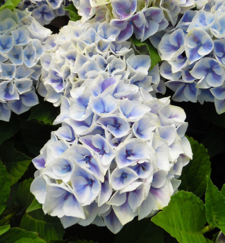 Hortenzia kalinolist� SAXON��CANDY HEART BLUE� kont. 4 l