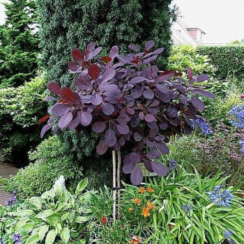 �kumpa vlasat� �ROYAL PURPLE� na kmienku 150 cm, kont. 15 l