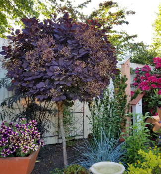 �kumpa vlasat� �ROYAL PURPLE� na kmienku 90 cm, kont. 5 l