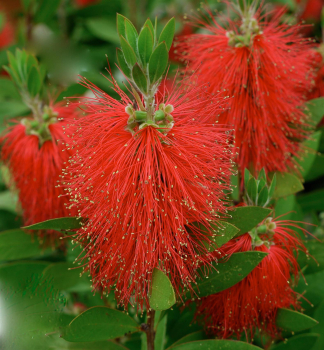Kalistemon (Ty�inkovec) �RED ROCKET�� 30-40 cm, kont. 2 l
