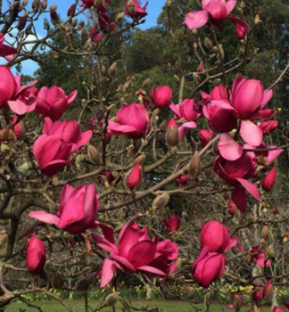 Magn�lia hybridn� �RED AS RED� 110-120 cm, kont. 7 l