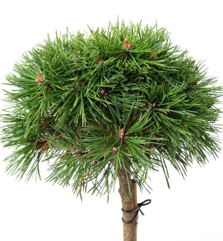 Borovica horsk� �BENJAMIN� na kmienku 60 cm, kont. 7,5 l