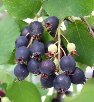 Muchovn�k jel�olist� �SASKATOON BERRY�� 40-50 cm, kont. 4 l