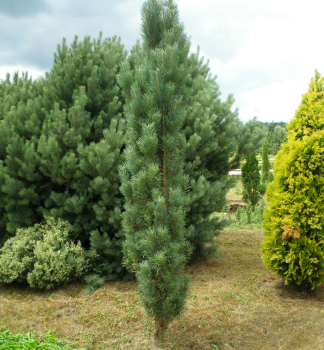 Borovica lesn� �FASTIGIATA� 40-50 cm, kont. 5 l