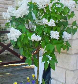 Orgov�n oby�ajn� �MADAME LEMOINE� na kmienku 120 cm, kont. 10 l