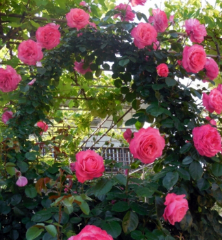 Ru�a pop�nav� �ROSANNA�� * Kordes 2002, kont. 2 l