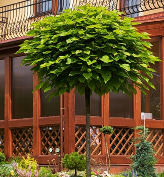 Katalpa bign�niovit� �NANA� na kmienku 200 cm, kont. 18 l