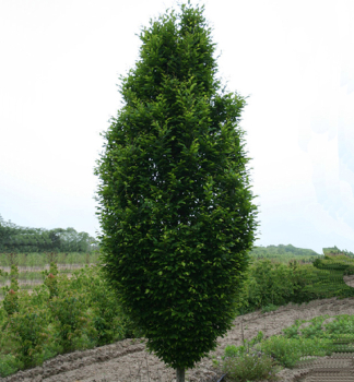 Hrab oby�ajn� �FASTIGIATA� 200-220 cm, kont. 10 l
