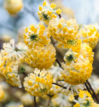 Edgeworthia �GRANDIFLORA� 40-50 cm, kont. 3 l