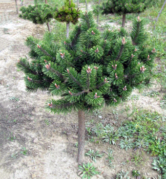 Borovica horsk� �HUMPY� na kmienku 60 cm, kont. 7,5 l