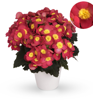 Beg�nia hybridn� �VALENTINO PINK�, kont. 1 l