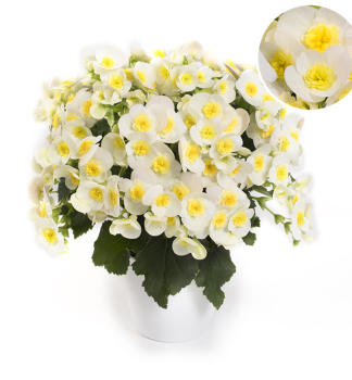 Beg�nia hybridn� �VALENTINO WHITE�, kont. 1 l