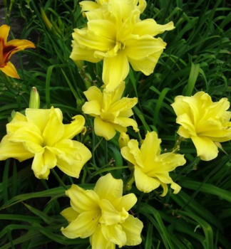 �aliovka hybridn� �DOUBLE RIVER WYE�, kont. 1 l
