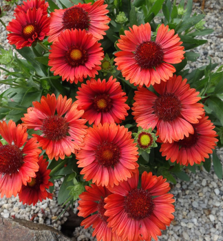 Kokarda hybridn� �SPINTOP�RED� kont. 0,5 l