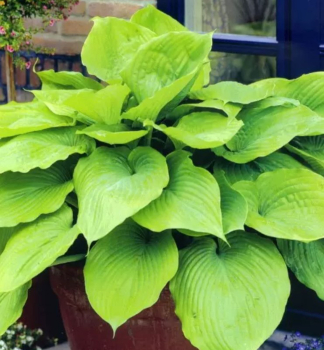 Hosta �SUM AND SUBSTANCE� kont. 0,5 l