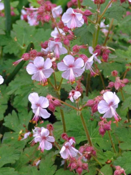 Pakost hybridn� �INGWERSEN�, kont. 0,5 l