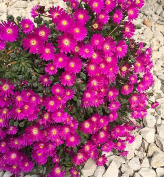 Delosperma �SUNDELLA NEON� kont. 0,5 l