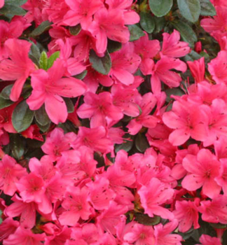 Azalka japonsk� �GEISHA RED� 20-30 cm, kont. 4 l