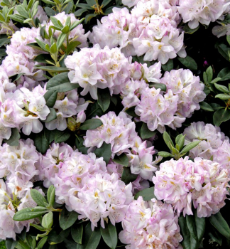 Rododendron hybridn� �GOMER WATERER� 20-40 cm, kont. 2 l