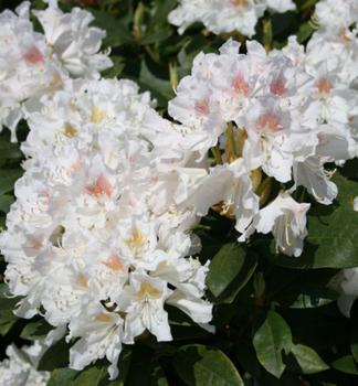 Rododendron hybridn� �CUNNINGHAM�S WHITE� 30-40 cm, kont. 5 l