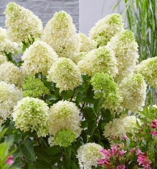 Hortenzia metlinat� �SKYFALL�� 40-50 cm, kont. 4 l