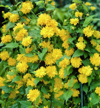 K�ria japonsk� �PLENIFLORA� 40-50 cm, kont. 2 l