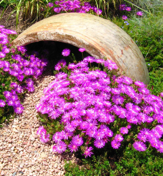 Delosperma �JEWEL OF DESERT OPAL�� kont. 0,5 l