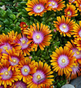 Delosperma �FIRE SPINNER�� kont. 0,5 l