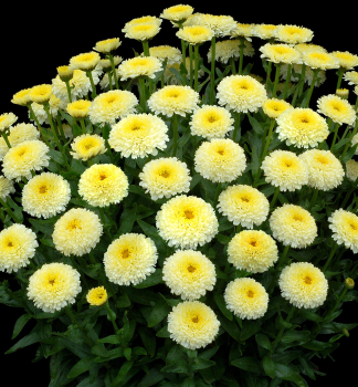 Margar�ta hybridn� �LUNA��, kont. 0,5 l