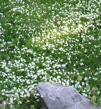 Mazus plaziv� �ALBUS� kont. 0,5 l