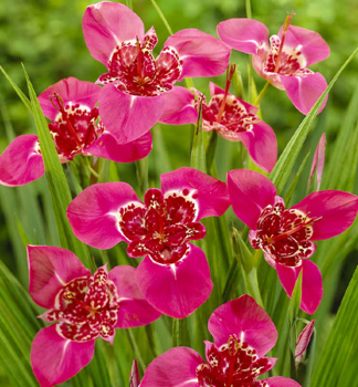 Tigr�dia 'DARK PINK', 20 ks v balen�