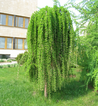 Smrekovec opadav� �PULI� na kmienku 120 cm, kont. 7,5 l