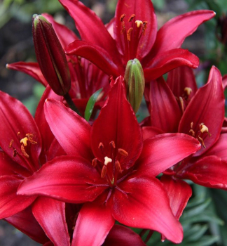 �alia �zijsk� �FANTASIATIC RED� kont. 1 l