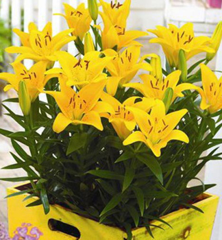 �alia �zijsk� �FANTASIATIC YELLOW� kont. 1 l