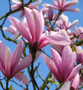 Magn�lia hybridn� �SPECTRUM� 230-250 cm, kont. 10 l
