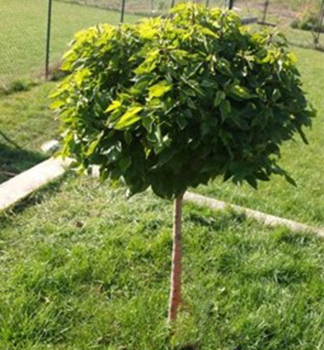 Moru�a biela �GLOBOSA� na kmienku 150 cm, kont. 12 l