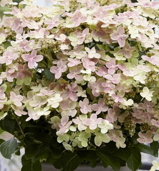 Hortenzia metlinat� �POLESTAR�� 10-15 cm, kont. 1,4 l
