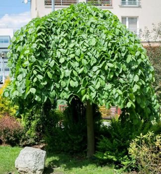 Brest horsk� �CAMPERDOWNII� na kmienku 180 cm, kont. 20 l