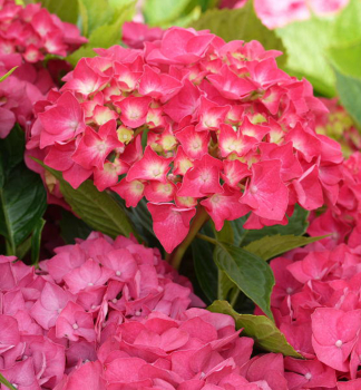 Hortenzia kalinolist� �MASJA� 15-20 cm, kont. 3 l