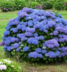 Hortenzia kalinolist� �RENATE�, kont. 1,4 l