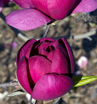Magn�lia hybridn� �BLACK TULIP�� na kmienku 60 cm, kont. 4,5 l