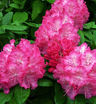Rododendron hybridn� �GERMANIA� 30-40 cm, kont. 5 l