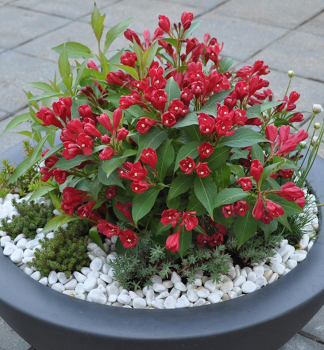 Vajgela kvetnat� �ALL SUMMER RED�� 20-30 cm, kont. 1,4 l